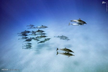 اخبارگوناگون,خبرهای گوناگون,زندگی دریایی