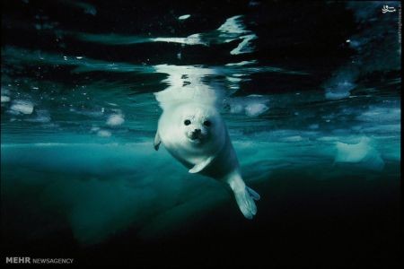 اخبارگوناگون,خبرهای گوناگون,زندگی دریایی