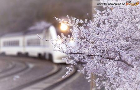 اخبارگوناگون,خبرهای گوناگون,قطار و جنگل