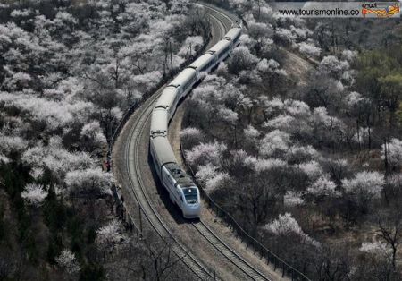 اخبارگوناگون,خبرهای گوناگون,قطار و جنگل