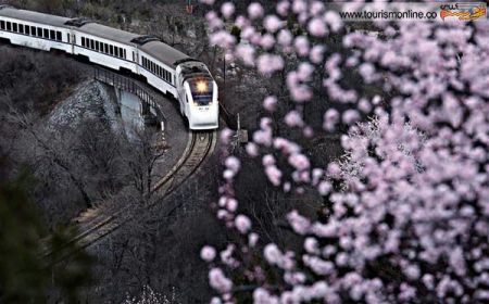 اخبارگوناگون,خبرهای گوناگون,قطار و جنگل