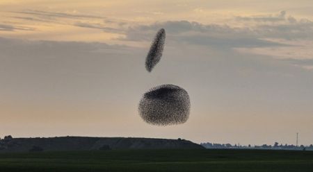 اخبارگوناگون,خبرهای گوناگون,سارها