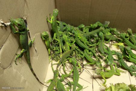 اخبارگوناگون,خبرهای گوناگون,گوناگون