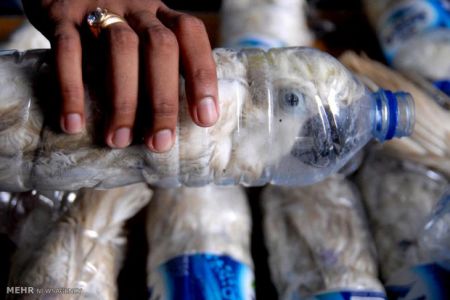 اخبارگوناگون,خبرهای گوناگون,گوناگون