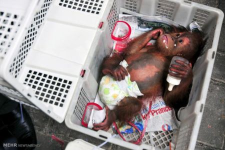 اخبارگوناگون,خبرهای گوناگون,گوناگون