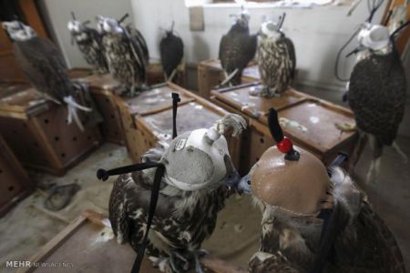 اخبارگوناگون,خبرهای گوناگون,گوناگون