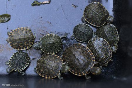 اخبارگوناگون,خبرهای گوناگون,گوناگون