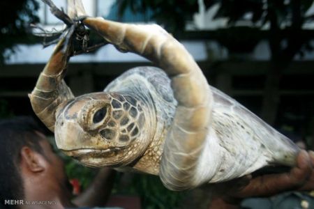 اخبارگوناگون,خبرهای گوناگون,گوناگون