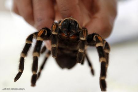 اخبارگوناگون,خبرهای گوناگون,گوناگون