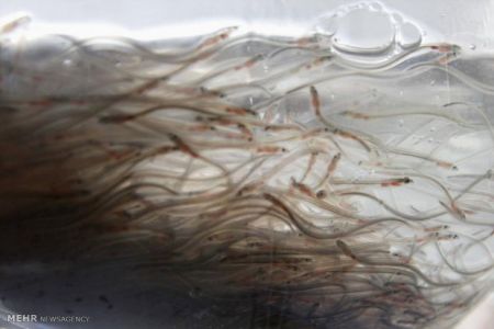 اخبارگوناگون,خبرهای گوناگون,گوناگون