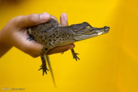 اخبارگوناگون,خبرهای گوناگون,گوناگون