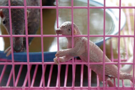 اخبارگوناگون,خبرهای گوناگون,گوناگون