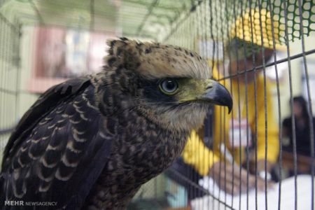 اخبارگوناگون,خبرهای گوناگون,گوناگون