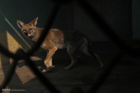 اخبارگوناگون,خبرهای گوناگون,گوناگون