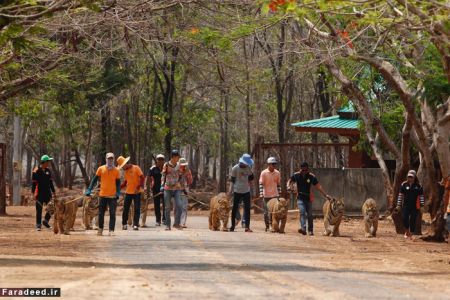 اخبار گوناگون,خبرهای گوناگون, معبد ببرها 