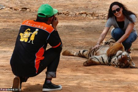 اخبار گوناگون,خبرهای گوناگون, معبد ببرها 