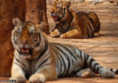 اخبار گوناگون,خبرهای گوناگون, معبد ببرها 