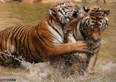 اخبار گوناگون,خبرهای گوناگون, معبد ببرها 