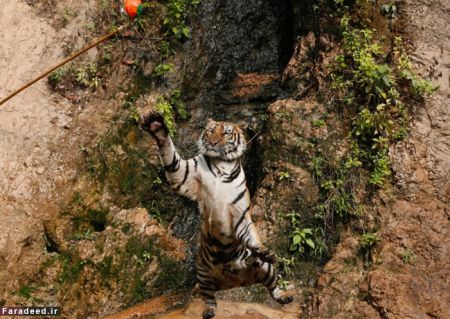 اخبار گوناگون,خبرهای گوناگون, معبد ببرها 