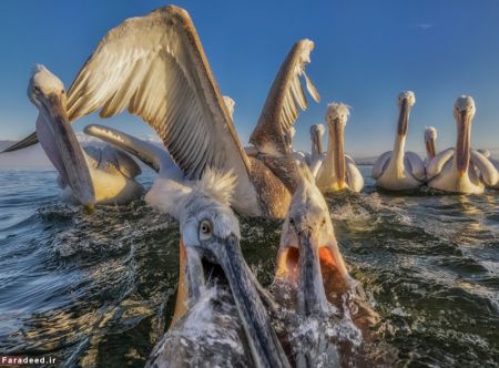 اخبارگوناگون,خبرهای گوناگون,حیات وحش