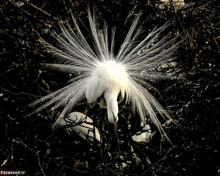 اخبارگوناگون,خبرهای گوناگون,حیات وحش