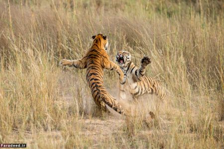 اخبارگوناگون,خبرهای گوناگون,حیات وحش