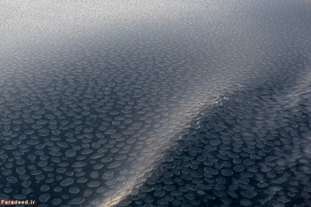 اخبارگوناگون,خبرهای گوناگون,حیات وحش