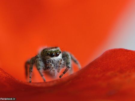 اخبارگوناگون,خبرهای گوناگون,حیات وحش