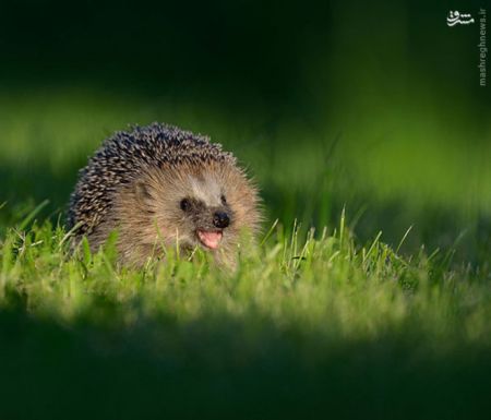 اخبارگوناگون,خبرهای گوناگون,,خنده حیوانات