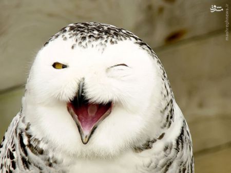 اخبارگوناگون,خبرهای گوناگون,,خنده حیوانات