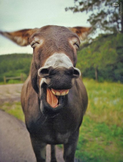 اخبارگوناگون,خبرهای گوناگون,,خنده حیوانات