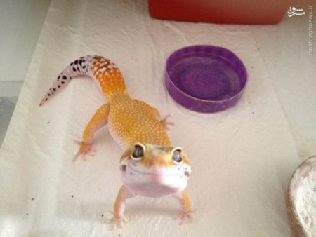 اخبارگوناگون,خبرهای گوناگون,,خنده حیوانات