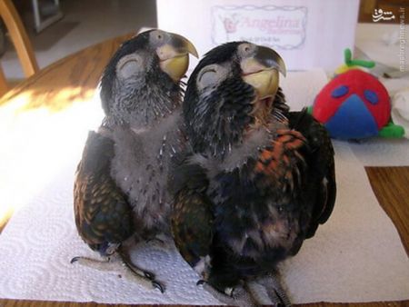 اخبارگوناگون,خبرهای گوناگون,,خنده حیوانات