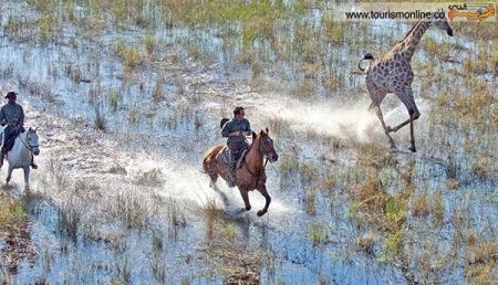 اخبارگوناگون,خبرهای گوناگون, سافاری