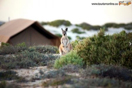 اخبارگوناگون,خبرهای گوناگون, سافاری