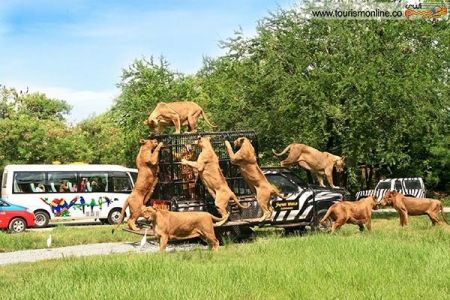 اخبارگوناگون,خبرهای گوناگون, سافاری