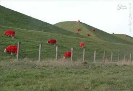 اخبارگوناگون,خبرهای گوناگون,گوسفندان قرمز