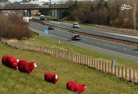 اخبارگوناگون,خبرهای گوناگون,گوسفندان قرمز