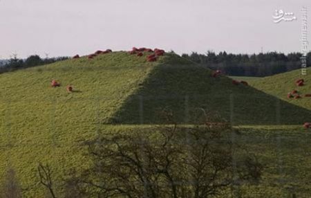 اخبارگوناگون,خبرهای گوناگون,گوسفندان قرمز