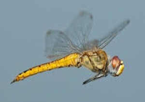  اخبار گوناگون ,خبرهای  گوناگون, بلندپروازترین موجود زمینی  