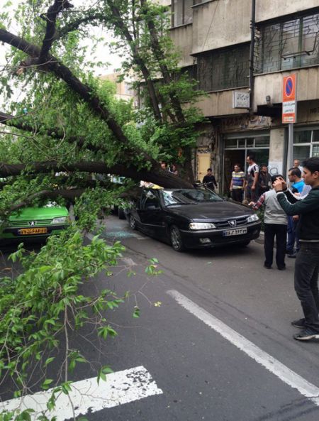 سقوط درخت روی 3 خودرو (تصویر) 1