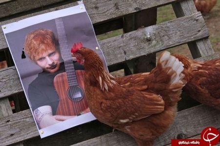  اخبار گوناگون  ,خبرهای   گوناگون , مرغداران انگلیسی 