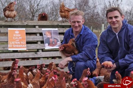  اخبار گوناگون  ,خبرهای   گوناگون , مرغداران انگلیسی 