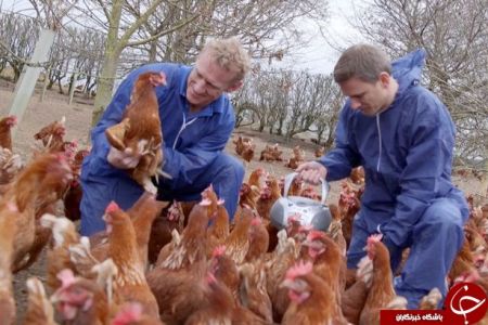  اخبار گوناگون  ,خبرهای   گوناگون , مرغداران انگلیسی 