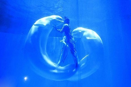 تصاویر دیدنی,تصاویر جالب,نهنگ های سفید 