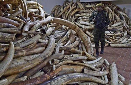انبار مرکز مبارزه با کشتار فیلها با کوهی از عاج های قاچاق جمع آوری شده در کنیا تصاویر دیدنی و جالب روز - پنج شنبه 20 مرداد 1395