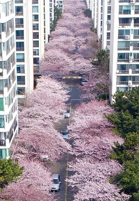 تصاویر دیدنی,تصاویر جالب,شکوفه های گیلاس