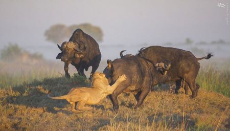اخبارجدید,خبرهای جدید,اخبار جدید