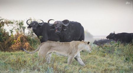 اخبارگوناگون,خبرهای گوناگون,بوفالو