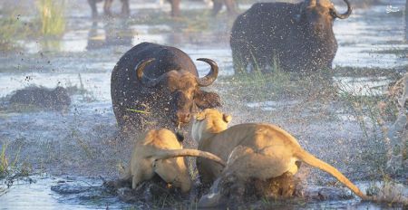 اخبارگوناگون,خبرهای گوناگون,بوفالو